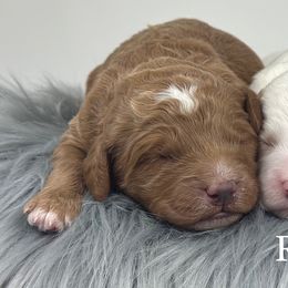F1b Mini Boy 1 - Red  male Goldendoodle puppy in Milford, Indiana from Railway Acres Kennel