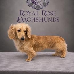 Smiley - Dachshund