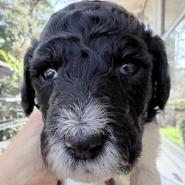 Éclair - Parti male Goldendoodle puppy in Wake Forest, North Carolina from Wake Forest Darling Doodles