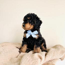 Caspian - Petite - Phantom male Goldendoodle puppy in Elizabethtown, Kentucky from Reddy Poodles & Doodles