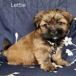 Lettie - Brown female Lhasa Apso puppy in Jefferson, New York from Absolute Lhasa Love