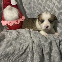 Pink - Red female Pembroke Welsh Corgi puppy in Beulaville, North Carolina from Windy Acres Pembroke Welsh