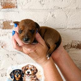 Boy 3 - Red male Dachshund puppy in Waco, Georgia from Huff Family Doxies & Doodles