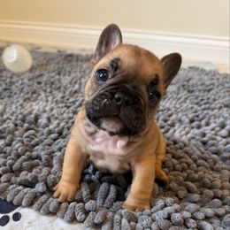 Watson - Fawn and white male French Bulldog puppy in Madison, Wisconsin from MadCity Frenchies