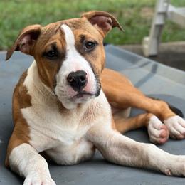 Keshly - Red female American Staffordshire Terrier puppy in Monroe, Georgia from Irresistibull Staffords