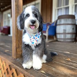Paisley - Aussiedoodle
