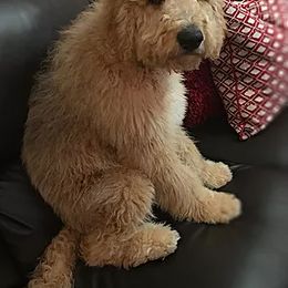 Goldendoodle and Labradoodle All Grown Up from Sugar Fig Kennel