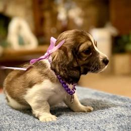 BUBBLES - Cream female Dachshund puppy in Ville Platte, Louisiana from Cajun Pawfection