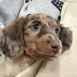 Dachshund Puppies from Birkin’ Paws