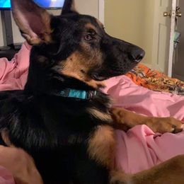 German Shepherd Puppies from Blue Line Shepherds