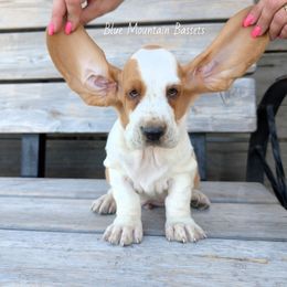 Rooster - Red and white male Basset Hound puppy in Pilot Rock, Oregon from Blue Mountain Bassets