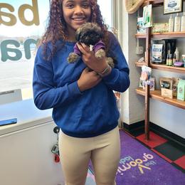 Shih Tzu Puppies from Tammy's Shihtzu Shack