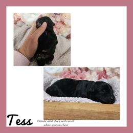 Tess - Black female Schnoodle puppy in Lebanon, Missouri from Cedar Glades Canines