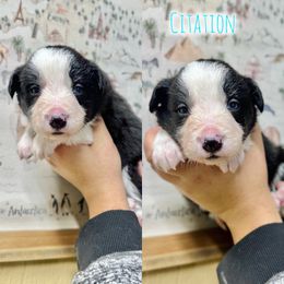 Citation - Black and white male Border Collie puppy in Oakley, California from Von Guadachi German Shepherds & Audacity Border Collies