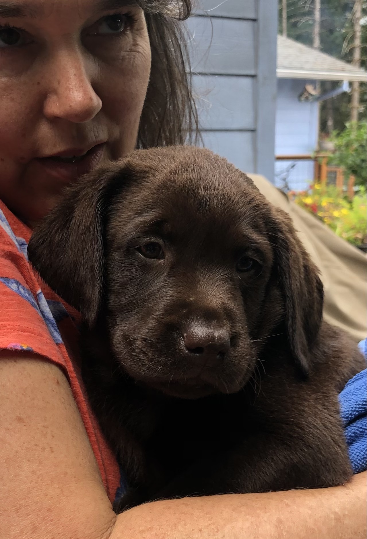 Labrador Retriever All Grown Up from Silver Platter Chocolate Labs