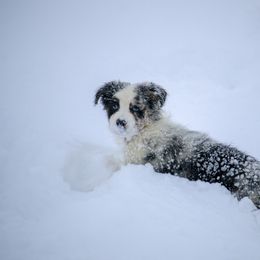 Australian Shepherd, Miniature American Shepherd, and Miniature Australian Shepherd Puppies from Painted Blue Aussies