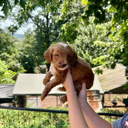 Raine - Red  female Goldendoodle puppy in Calhoun, Georgia from Happy Top Doodles