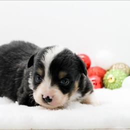 Female 4 - Black tri female Miniature American Shepherd puppy in Childress, Texas from Taylor Farms