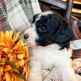Blythe (2,600) - Black and white male Bernedoodle puppy in Grandview, Texas from Big Sky Bernedoodles