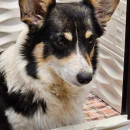 Ezra - Pembroke Welsh Corgi