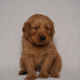 Irish - Dark golden male Golden Retriever puppy in Holmesville, Ohio from Dixie Goldens