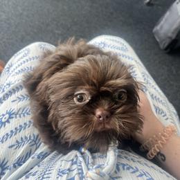 Shih Tzu Puppies from Mosley Kennel Shih Tzu