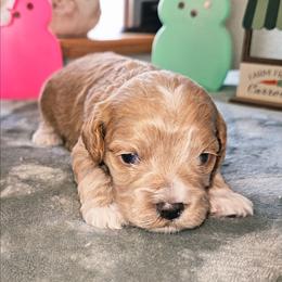 Jimmy Chew - Golden male Cockapoo puppy in Indiahoma, Oklahoma from Phamily Doodles
