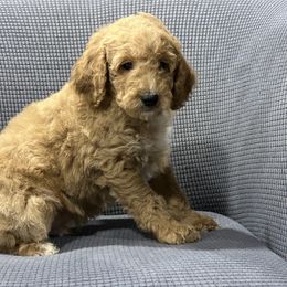 Bolt - Red  male Goldendoodle puppy in Owenton, Kentucky from Elagant Acres