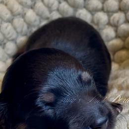 Atlas - Cream male Dachshund puppy in Jena, Louisiana from Amy’s Mini Doxies