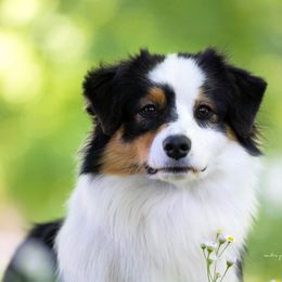 Australian Shepherds from Transcendence Australian Shepherds