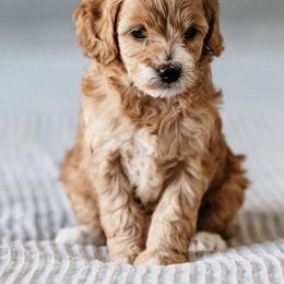 Goldendoodle Puppies from Cali Style Doodles