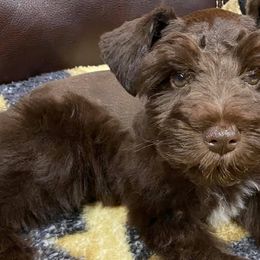 Miniature Schnauzers from Sharon's Little Angels