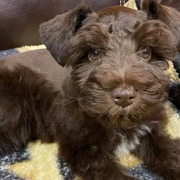 Miniature Schnauzers from Sharon's Little Angels