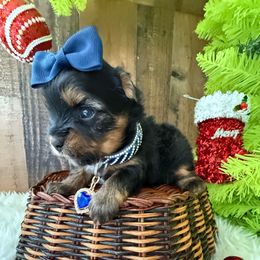 Duke - Black and tan male Yorkshire Terrier puppy in Howe, Oklahoma from Ray Holder