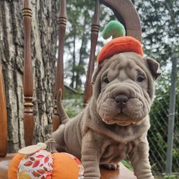 Norman - Lilac dilute male Chinese Shar-Pei puppy in Minden, Louisiana from Zoey's Waggly Tails