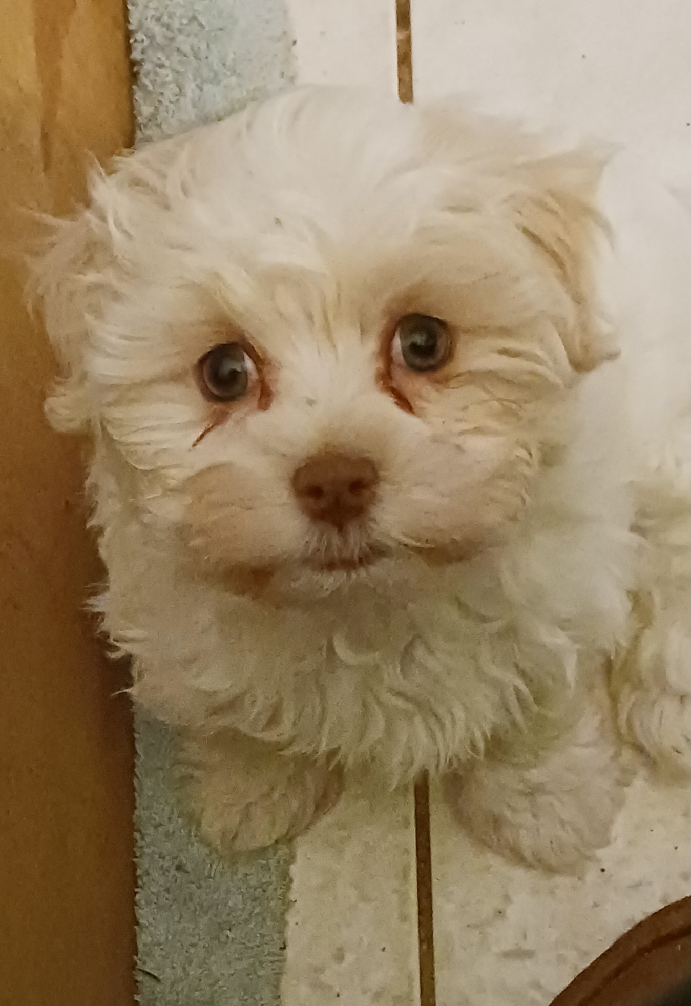 "Carmel is mostly white with some beige.  She is " Havanese Puppies from Heavenly Havanese