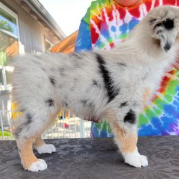 Betty - Blue merle female Miniature American Shepherd puppy in Carson City, Nevada from Springhill Miniature American Shepherds
