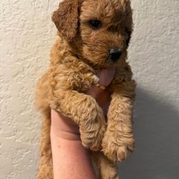 Light red - Red  male Poodle puppy in Southwest Ranches, Florida from Herringbone ‘s Poodles