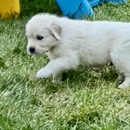 Golden Retriever and Jack Russell Terrier Puppies from Shelby Burleson's Golden Retrievers and Jack Russell Terriers