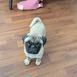 Finn - Fawn male Pug puppy in Moorefield, West Virginia from Wratchford Farms