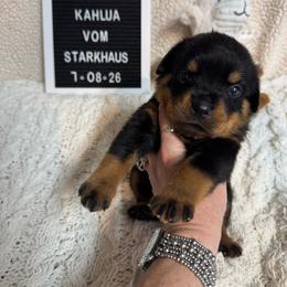 Kahlua Vom Starkhaus - Black and mahogany female Rottweiler puppy in Pomfret Center, Connecticut from Starkhaus Rottweilers & Frenchies