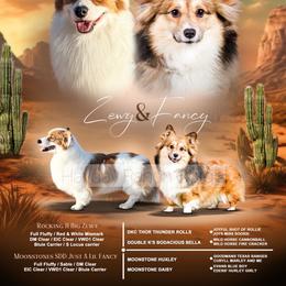 Pembroke Welsh Corgi puppies from Hayday Ranch Corgis