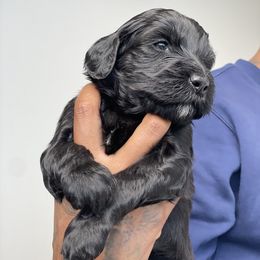 Labradoodle Puppies from Koko's Klub
