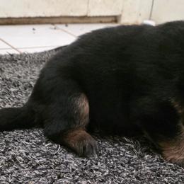 Bella - Black and red female German Shepherd puppy in Jamesville, New York from Mark Carfagno's Pups