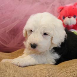 AKC Maggie - Gray and white female Old English Sheepdog puppy in Fair Grove, Missouri from Prata's OES