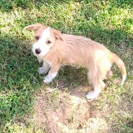 Portuguese Podengo Pequeno puppies from Kaprikorn