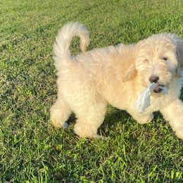 Goldendoodle Puppies from Toneytails Doodles