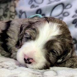 Super Star - Teal - Girl 2 - Blue merle female Bernedoodle puppy in South Jordan, Utah from Ellas.Pups (Bernedoodles & Cavapoos)
