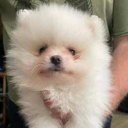 Louie - White male Pomeranian puppy in Santa Rosa County, Florida from Florida Frenchies By the Sea, LLC