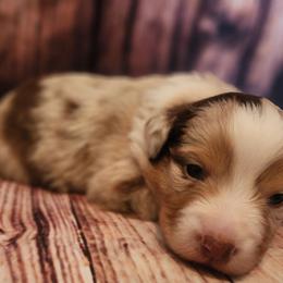Harken - Red merle male Miniature Australian Shepherd puppy in Macomb, Missouri from Faunus Farms and Aussies